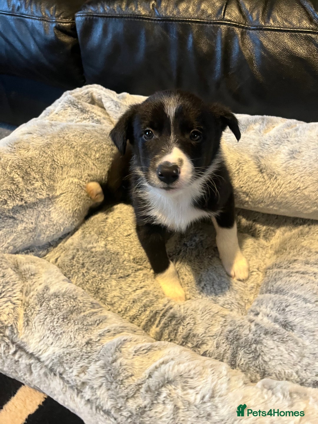 Border Collie dogs for sale: Lovely litter of 6 border collie puppies - Advert 9
