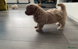 Maltipoo dogs for sale: ❤️XS TOY MALTIPOOS❤️ - Image 11