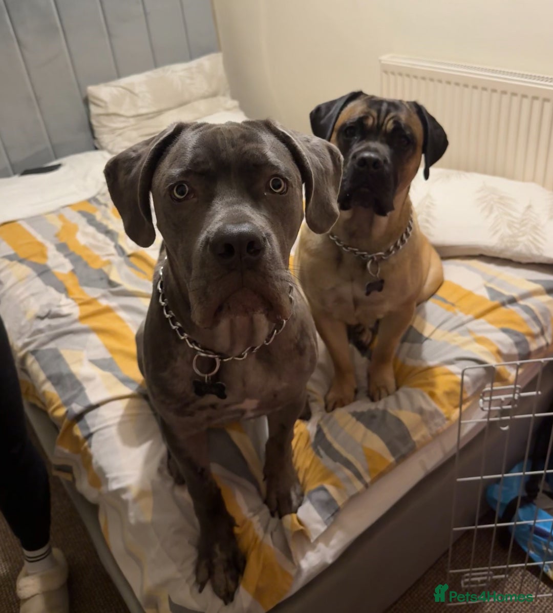 Mixed Breed dogs for sale: Cane Corso x Great Dane  - Advert 15