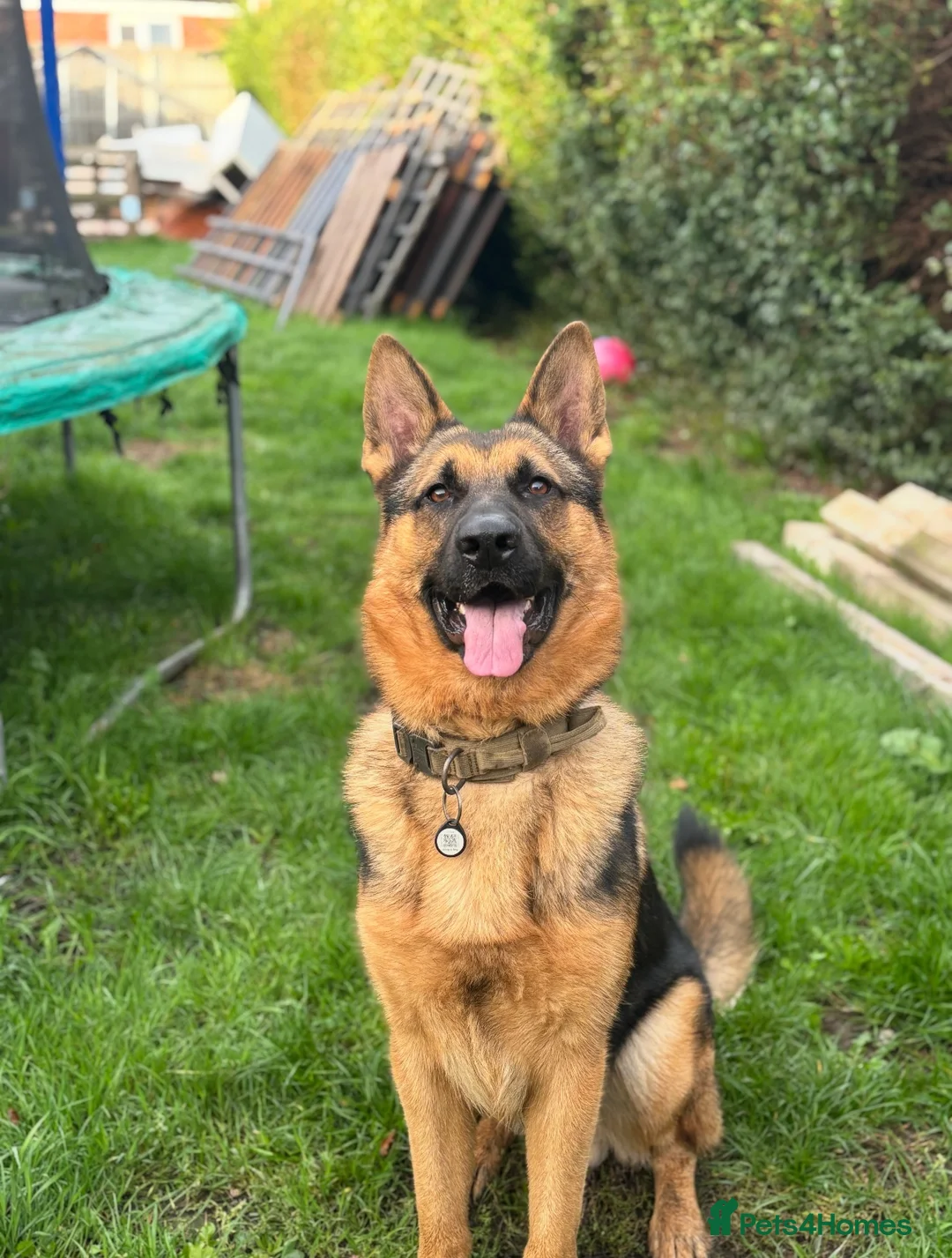 German Shepherd dogs for stud: Simba in Doncaster - Advert 7