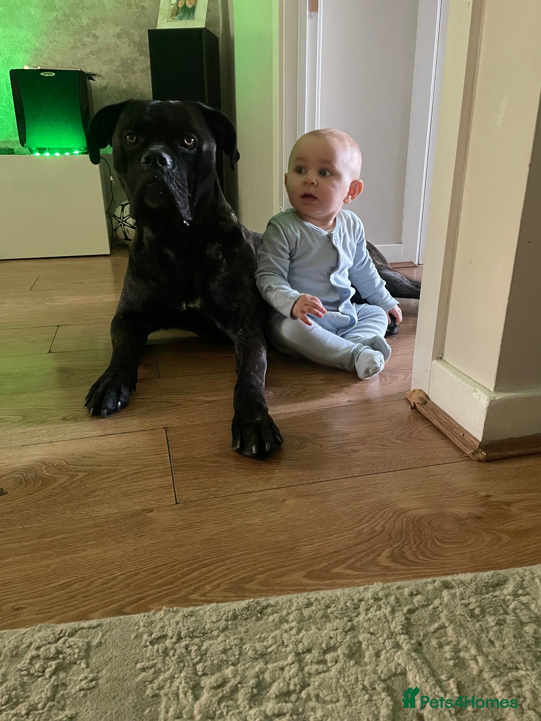 Cane Corso dogs for sale: Bruno  - Advert 21