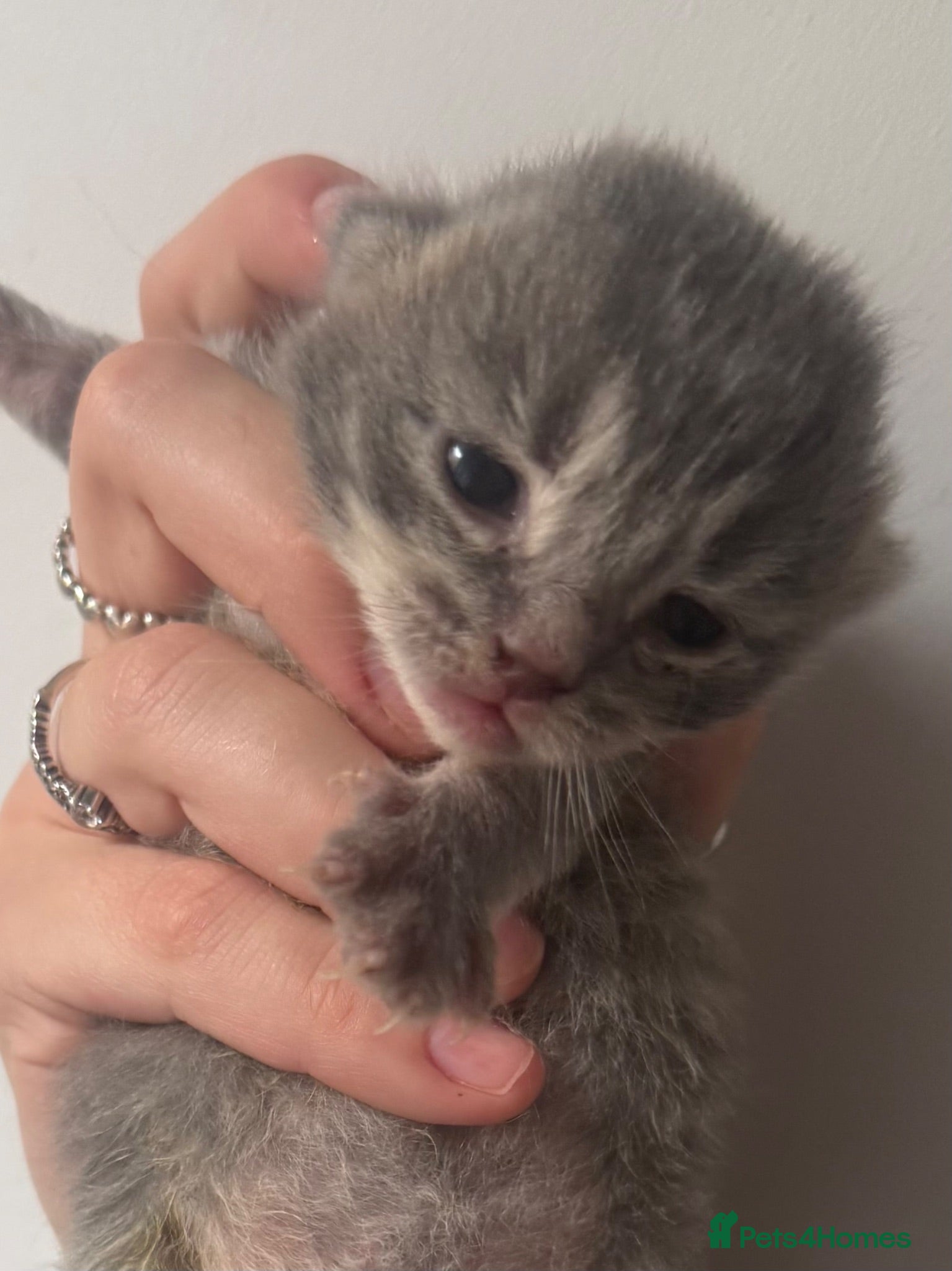 Mixed Breed cats Gorgeous long hair and shorthair kittens  - Advert 5