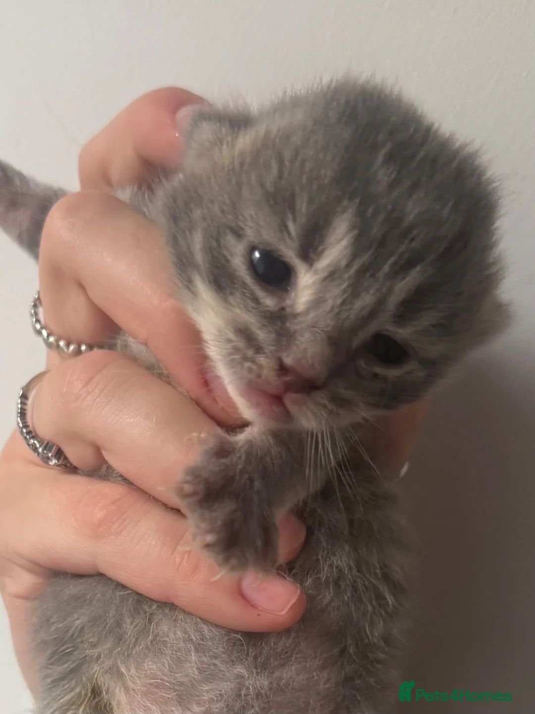 Mixed Breed cats for sale: Gorgeous long hair and shorthair kittens  - Advert 1