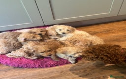 Cockapoo dogs for sale: F2b Cockapoo well handled & social  - Image 18