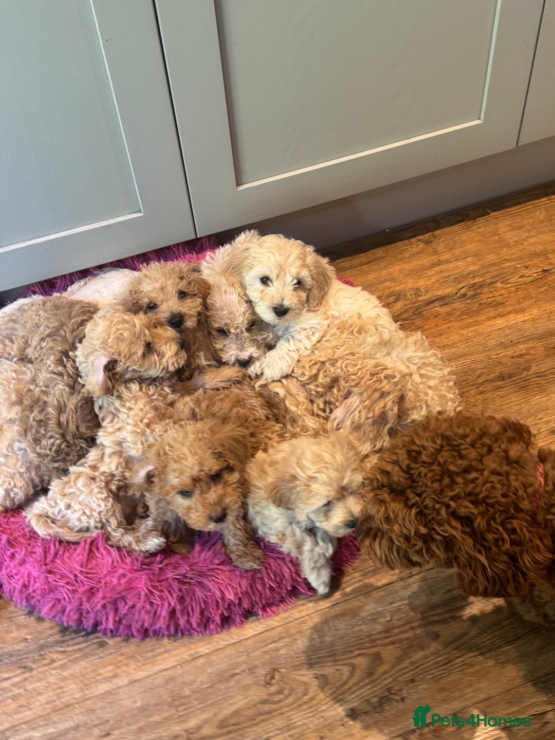Cockapoo dogs for sale: F2b Cockapoo well handled & social  - Image 18