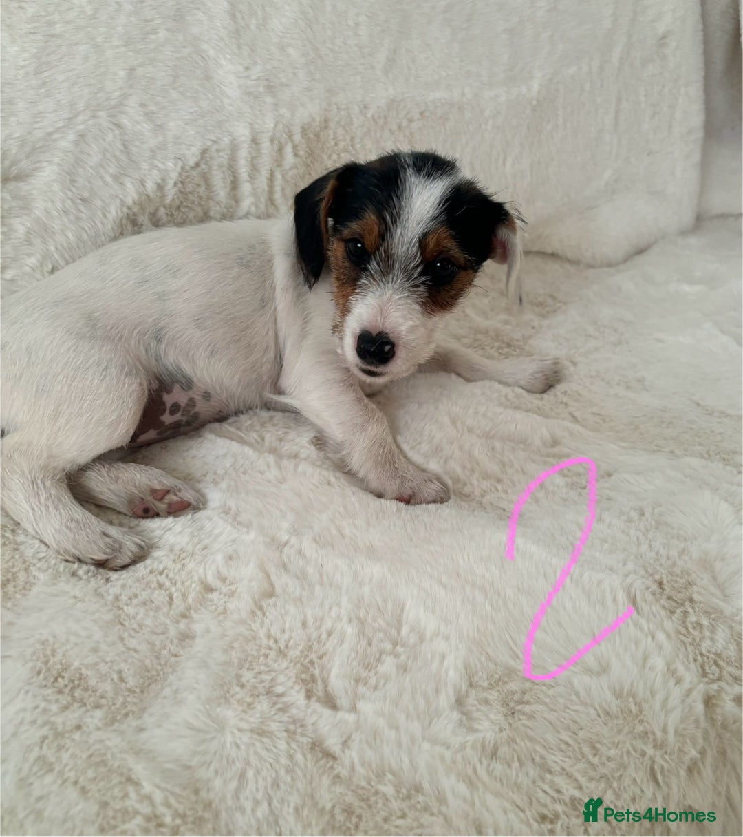 Mixed Breed dogs for sale: Sealyham x Jack Russell - Image 7