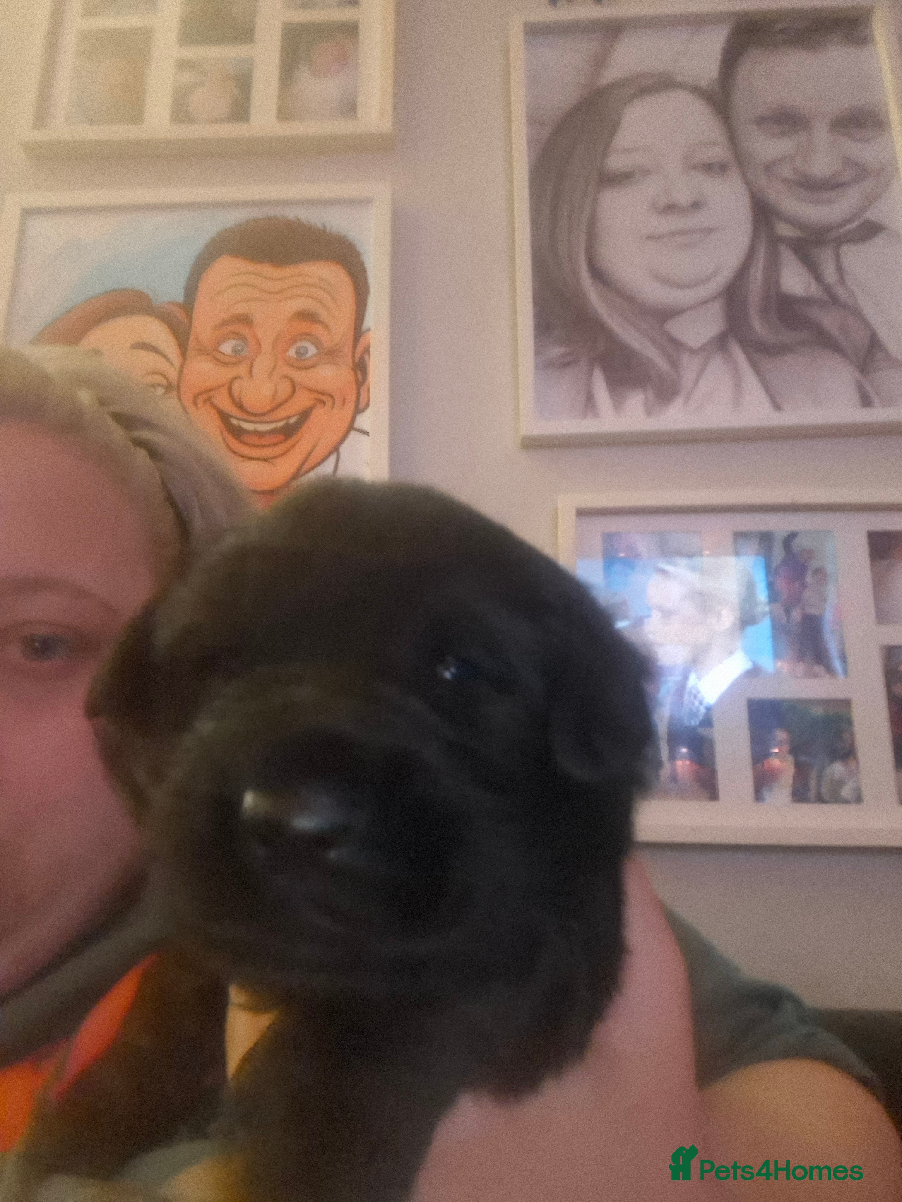 Mixed Breed dogs F1 BORDER RETREIVER BLACK AND BROWN GIRL - Advert 1