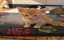 Mixed Breed cats for sale: Kittens will be ready 8th September for new home! - Image 2