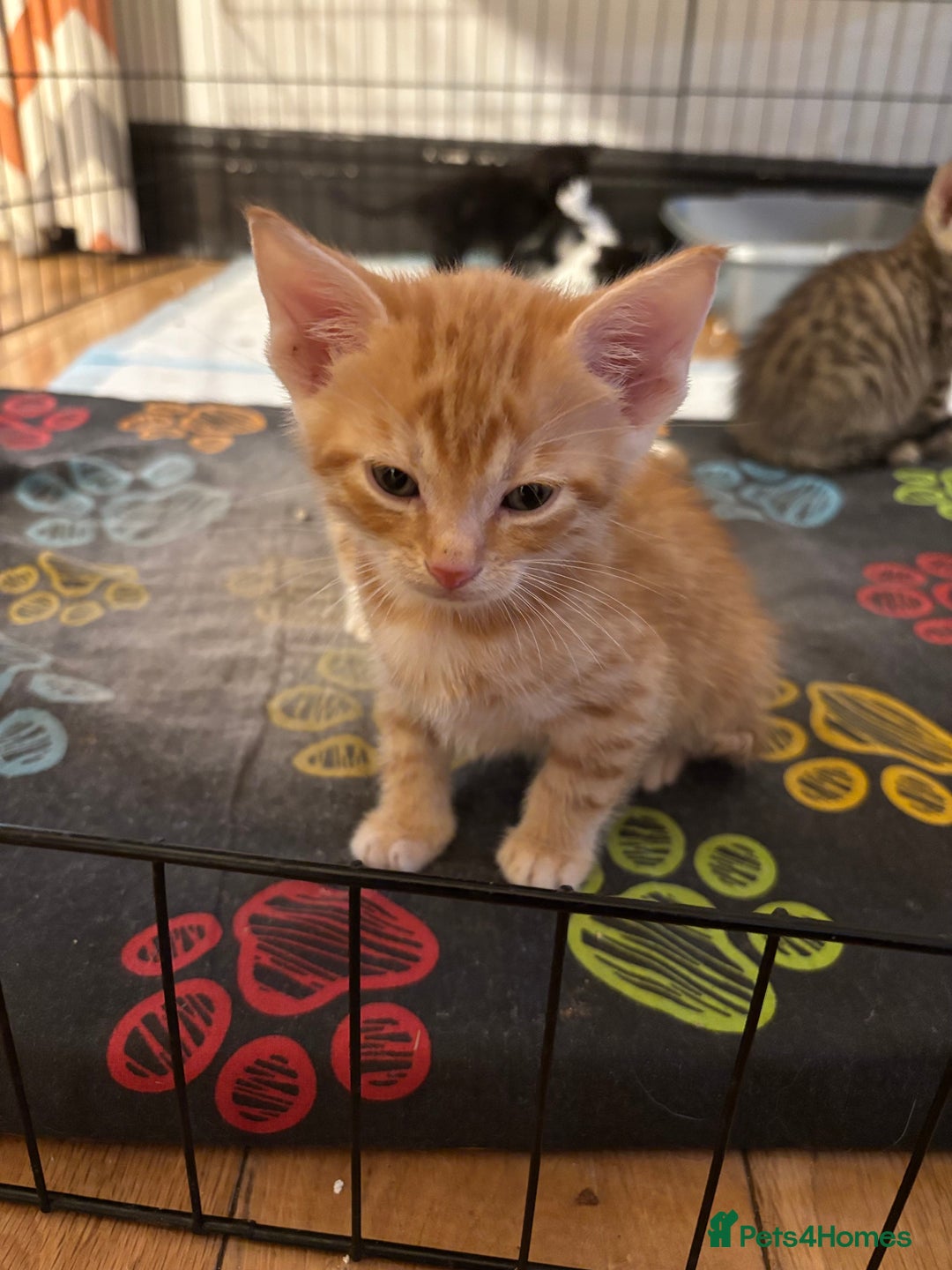 Mixed Breed cats for sale: Kittens will be ready 8th September for new home! - Image 2
