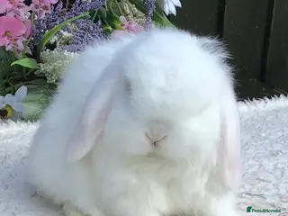 Mini Lop rabbits Mini lop buck - Advert 1