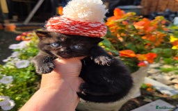 British Shorthair cats for sale: NICE BLACK KITTENS LOOKING FOR NEW HOME  - Image 4