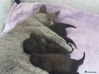 British Shorthair cats BSH Kittens - Advert 1
