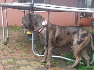 Mixed Breed dogs in Ilford - Advert 24