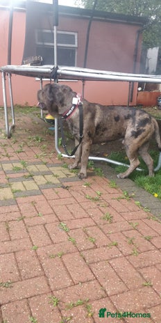 Mixed Breed dogs in Ilford - Advert 15