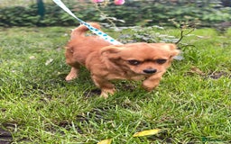 Mixed Breed dogs for adoption: 🐶💖 LIYA 💖🐶 - Image 5
