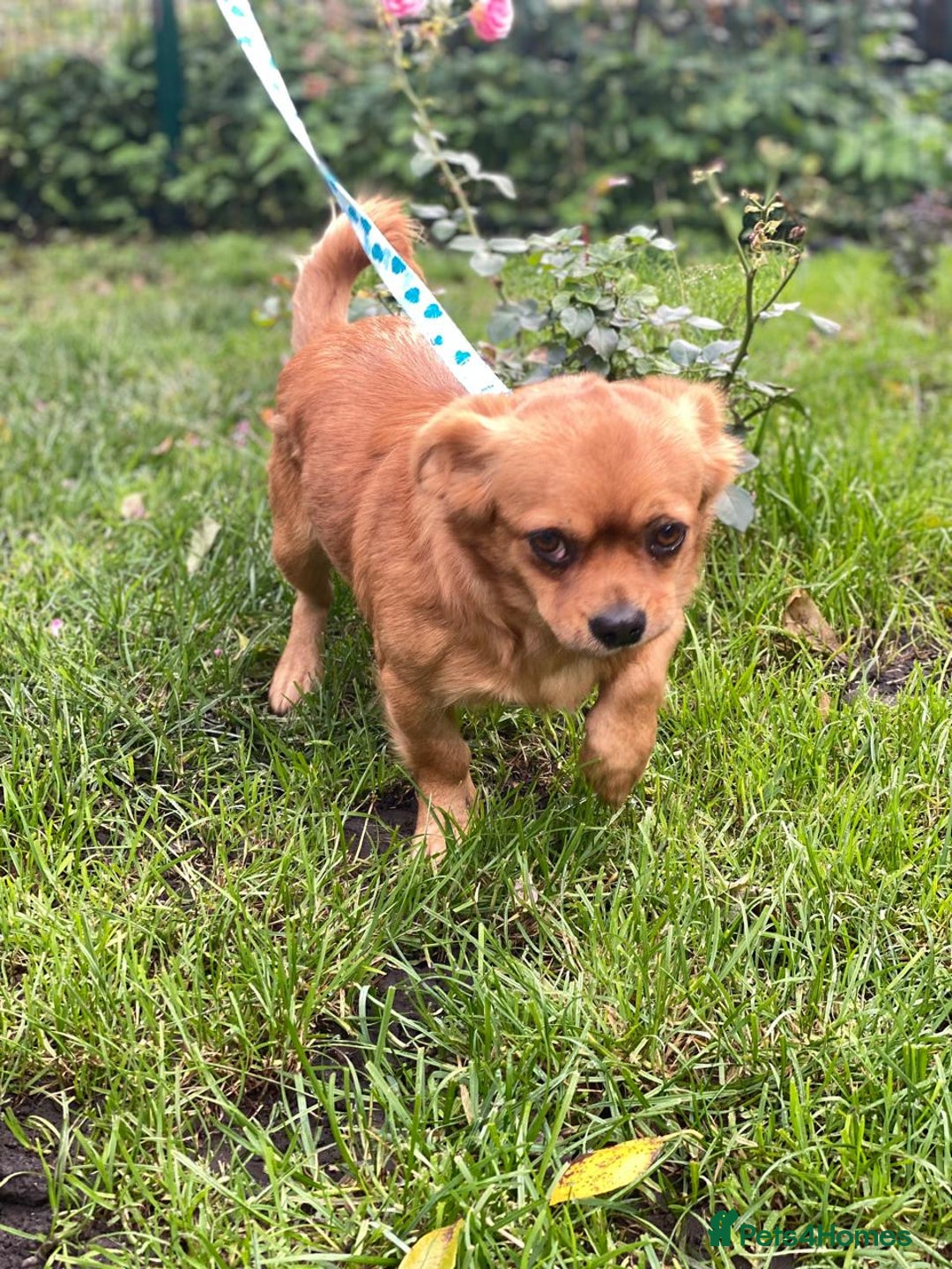 Mixed Breed dogs for adoption: 🐶💖 LIYA 💖🐶 - Image 5