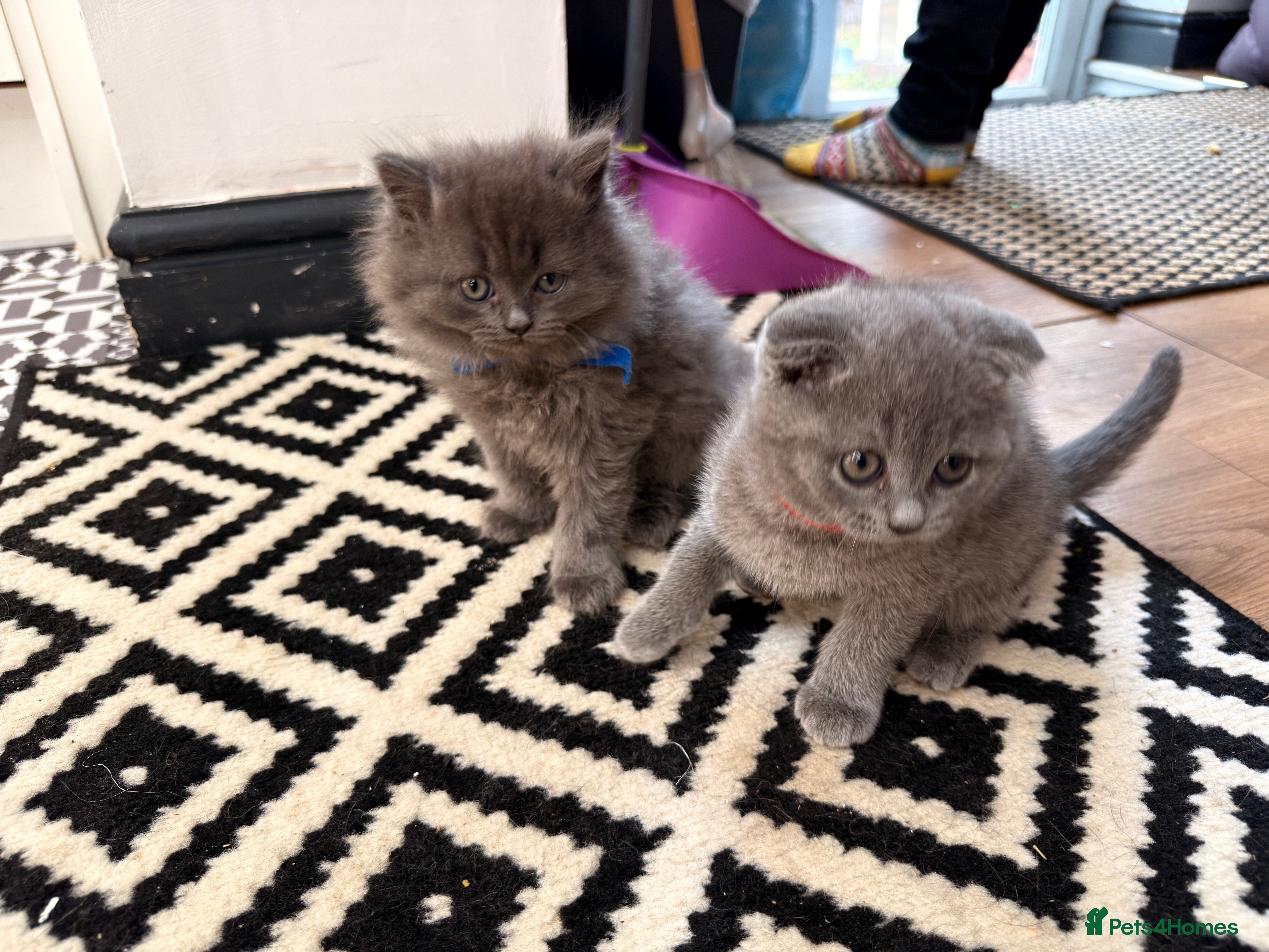Scottish Fold cats for sale: 5 beautiful Scottish Fold’s kittens  - Advert 6
