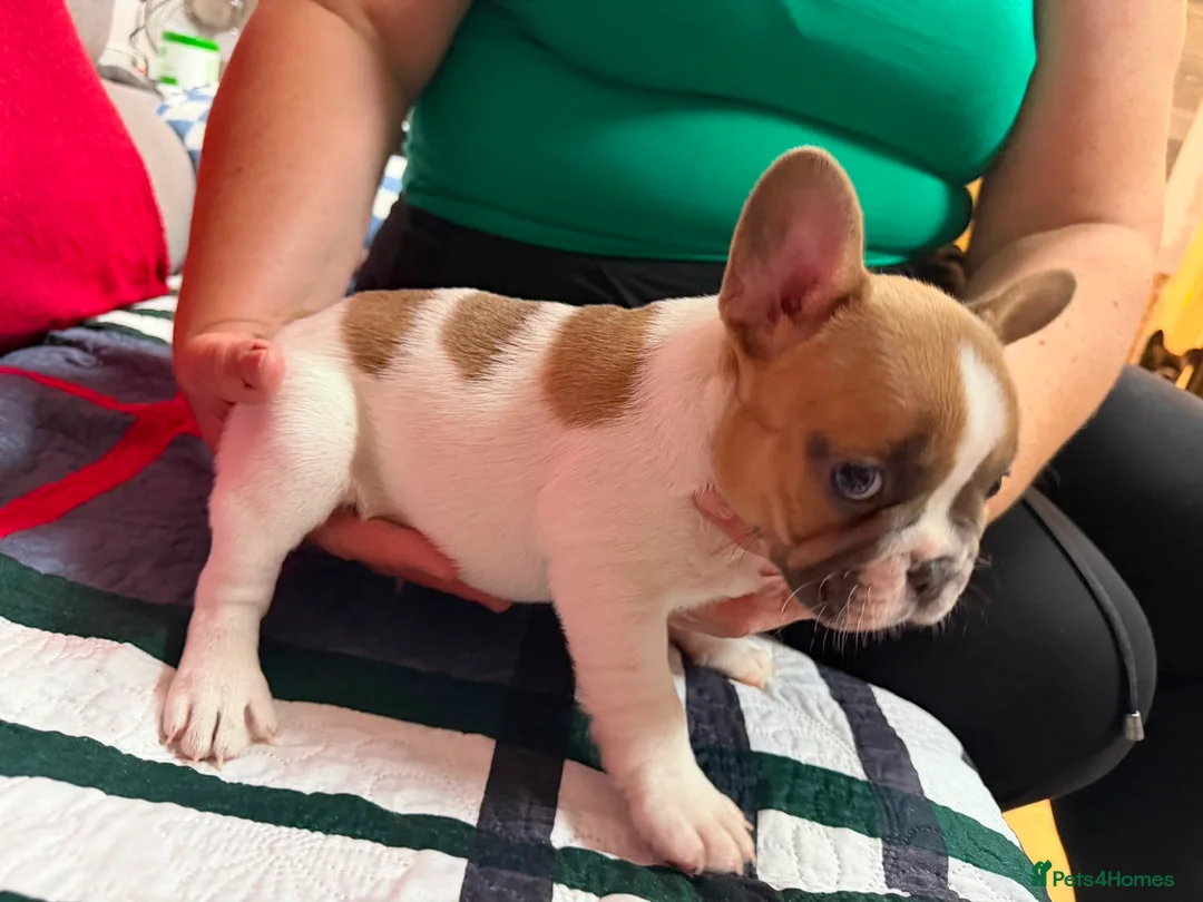 French Bulldog dogs for sale: Male French bulldog puppy  - Advert 2