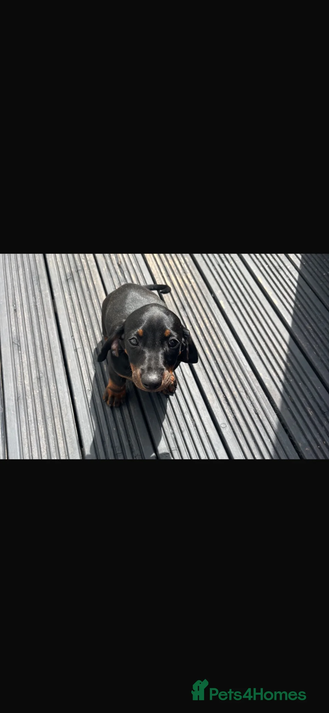 Dachshund dogs for sale: 1 boy left Dachshund puppies  - Advert 2