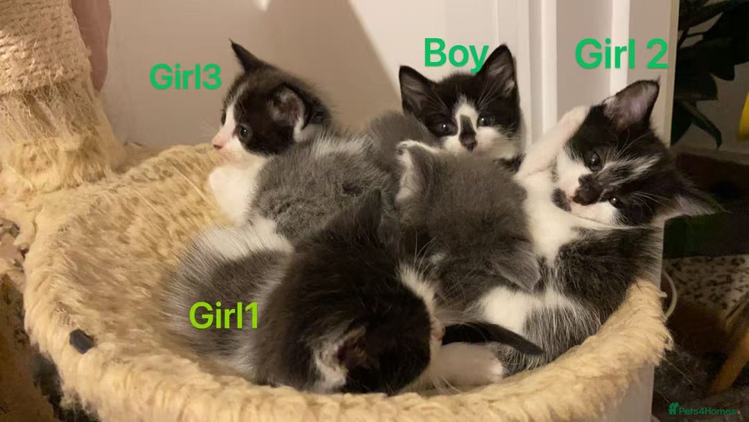 Mixed Breed cats for sale: Cute kittens and mom looking for a good home - Advert 2