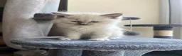 Ragdoll cats for sale: Ragdoll kittens  - Advert 3