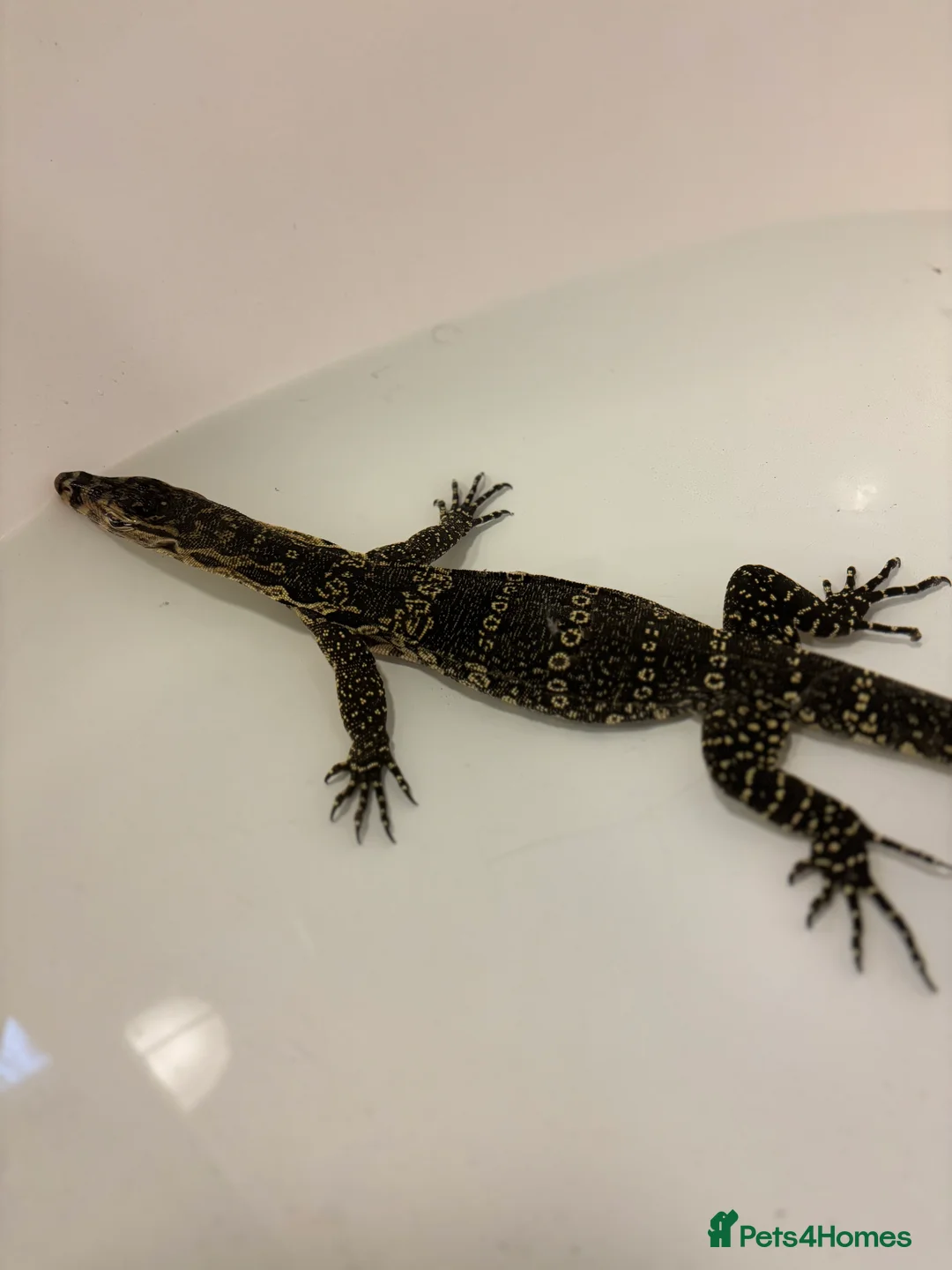 Monitor reptiles for sale: Asian water monitor  - Advert 3