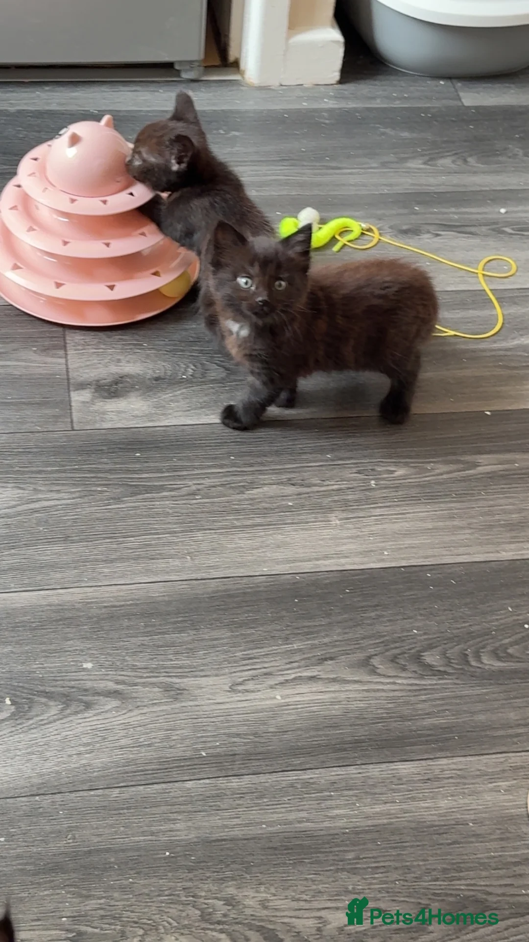 Mixed Breed cats for sale: Black/brown kittens  - Advert 10