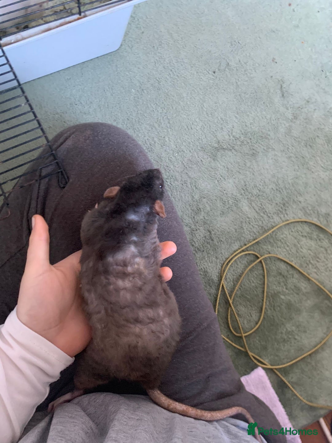 Rat rodents for sale: Dustin and Eddie are looking for a new home. - Advert 5