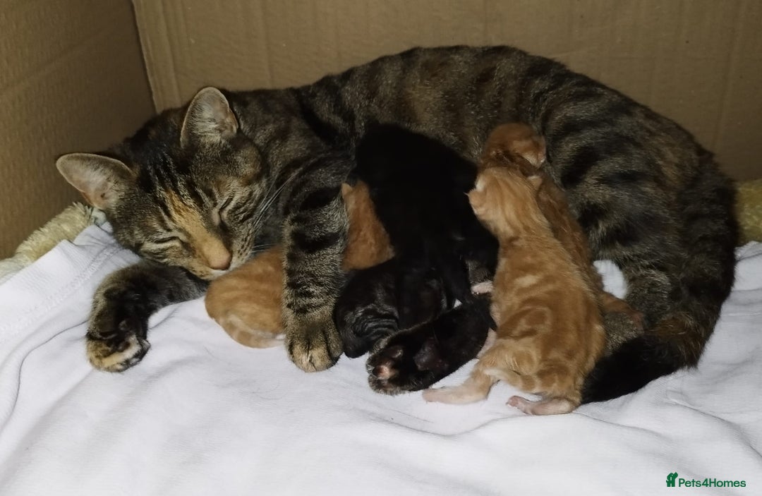 Mixed Breed cats for sale: Amazing, beautiful kittens 3 boys, 2 girls - Image 30
