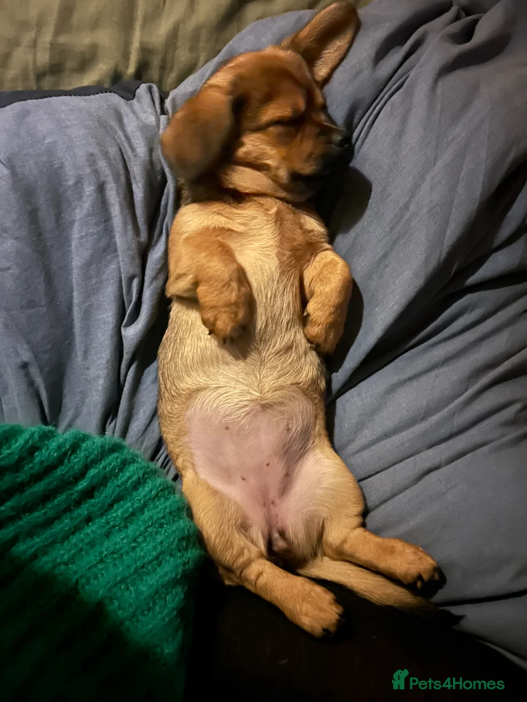 Mixed Breed dogs for sale: Tallulah  - Advert 2