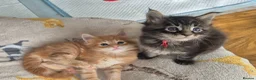 Maine Coon cats for sale: Gorgeous Maine Coons  - Advert 15