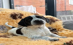 Mixed Breed dogs for sale: Border terrier x cocker spaniel puppies - Image 2