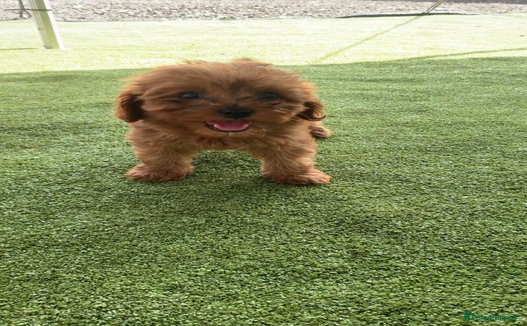 Cavapoo dogs - Advert 16