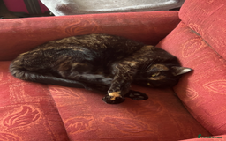 Mixed Breed cats for sale: Sweet 5 yr old tortoiseshell cat - Image 3