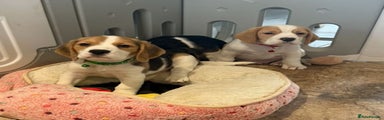 Beagle Puppy 2