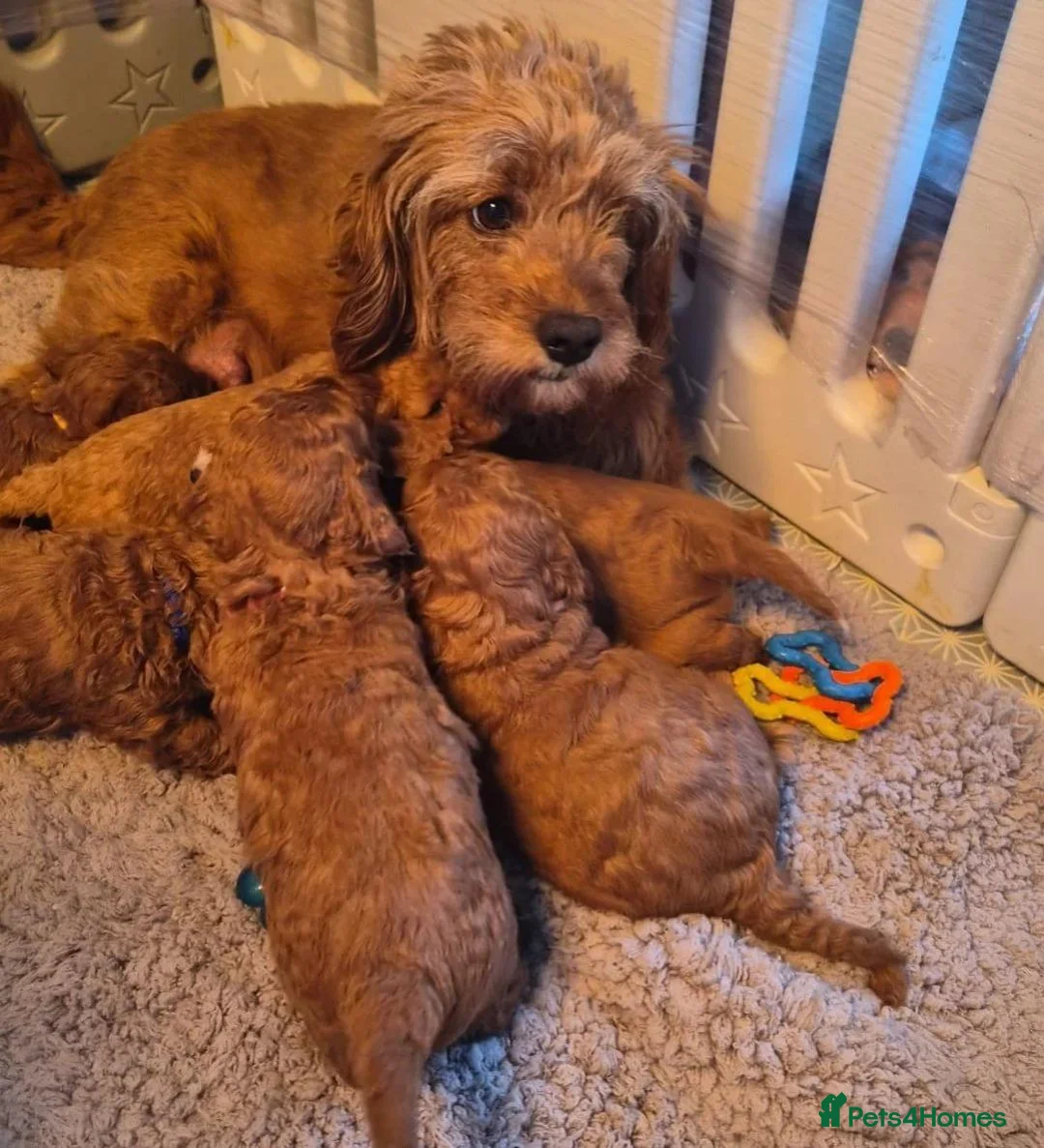 Cavapoo dogs for sale: Beautiful Cavapoo Pups Looking for Forever Homes in Witham - Advert 8