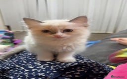 Ragdoll cats for sale: Beautiful girl Ragdoll  - Advert 1