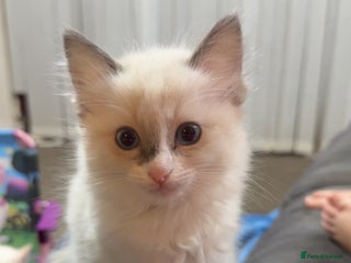 Ragdoll cats for sale: Beautiful girl Ragdoll - Advert 1