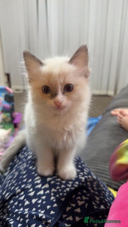 Ragdoll cats - Advert 16