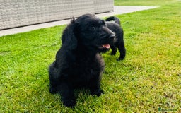Labradoodle dogs for sale: F1 Labradoodle Babies 🐾🐾🐾 - Image 16