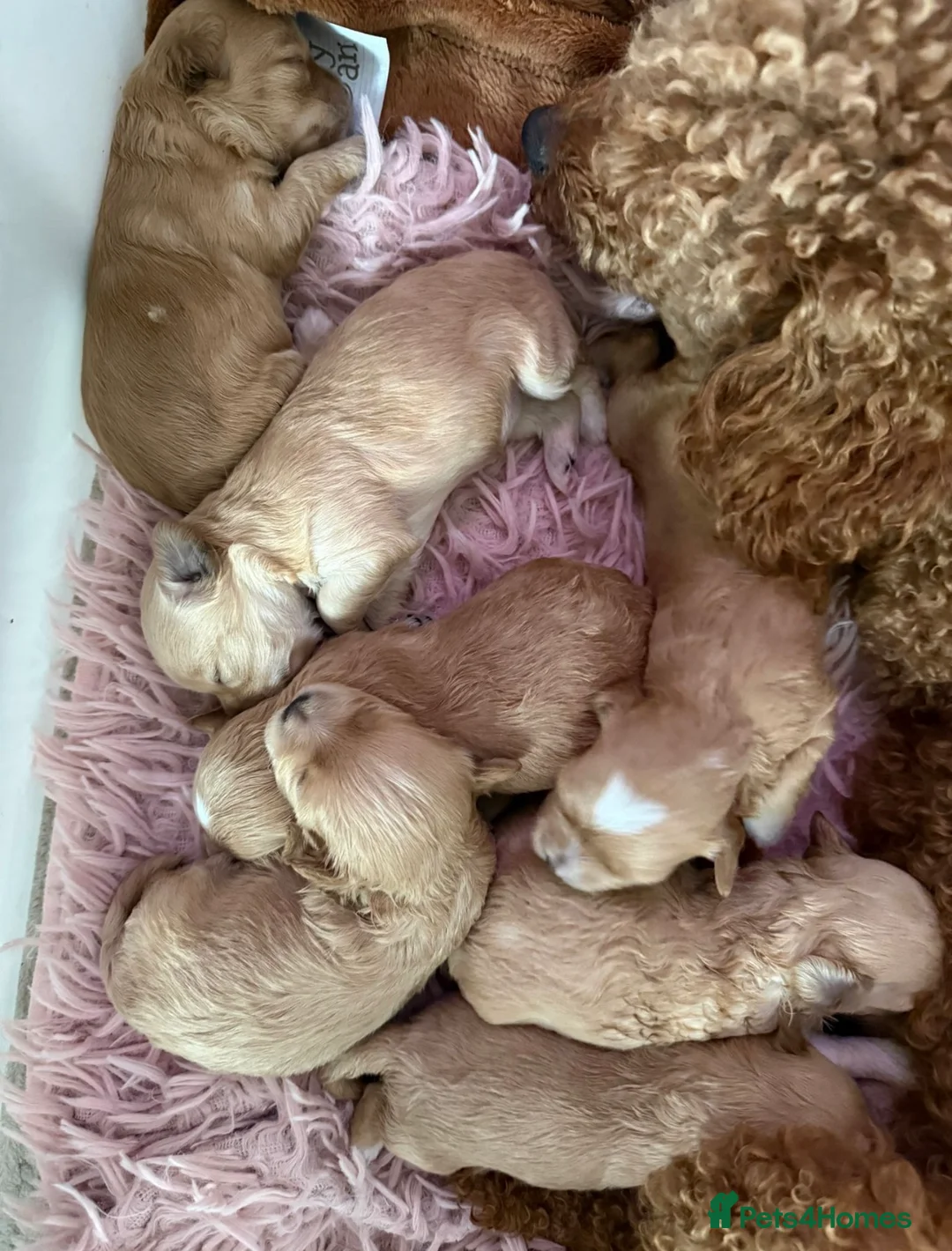 Maltipoo dogs for sale: 7 beautiful girls. F1. Fully dna clear & health  - Advert 10