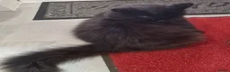 British Longhair cats for sale: Beautiful 2 year old British longhair in Telford - Advert 3