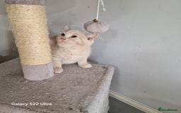 British Shorthair cats for sale: Pure British shirthair ready for new parents - Image 12