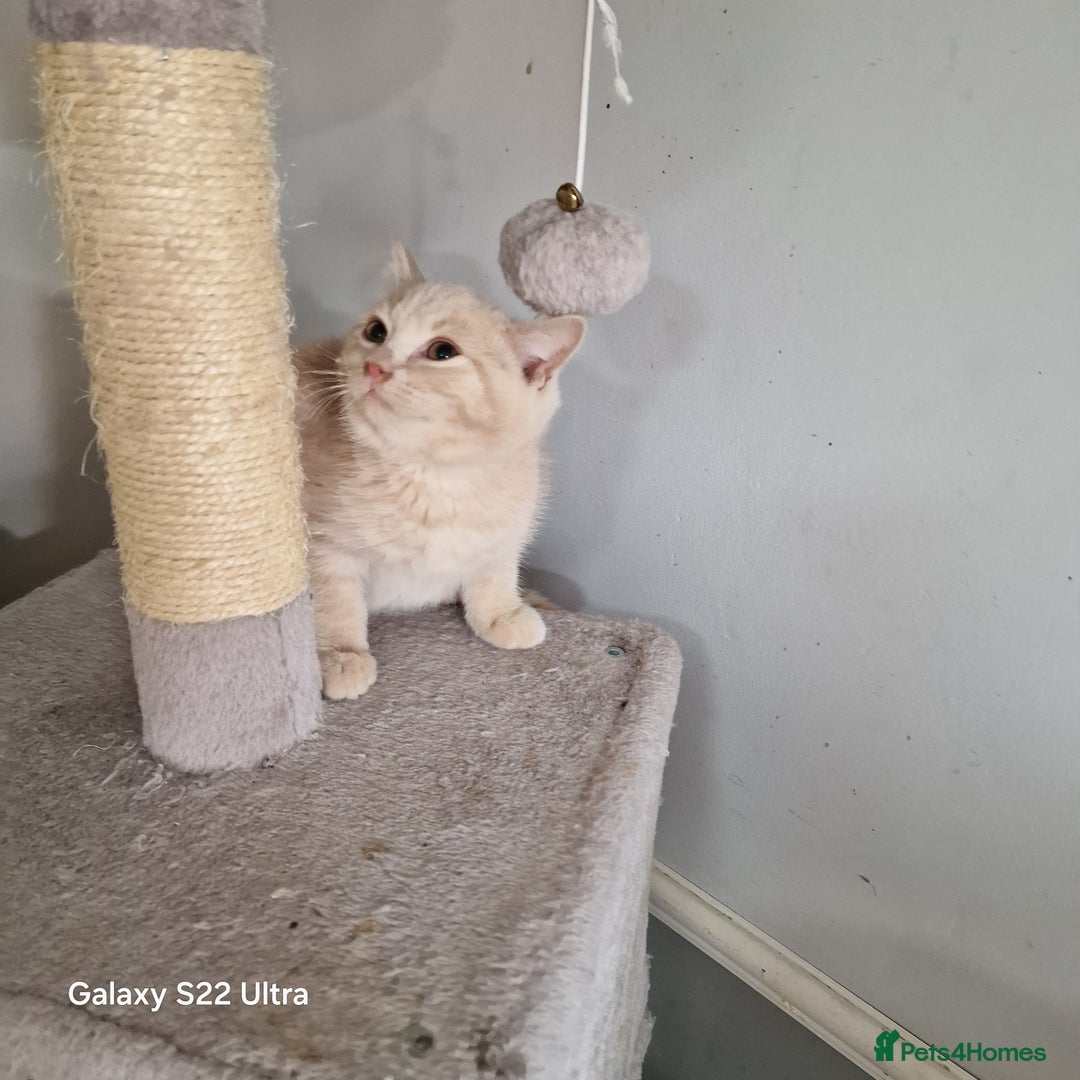 British Shorthair cats for sale: Pure British shirthair ready for new parents - Image 12