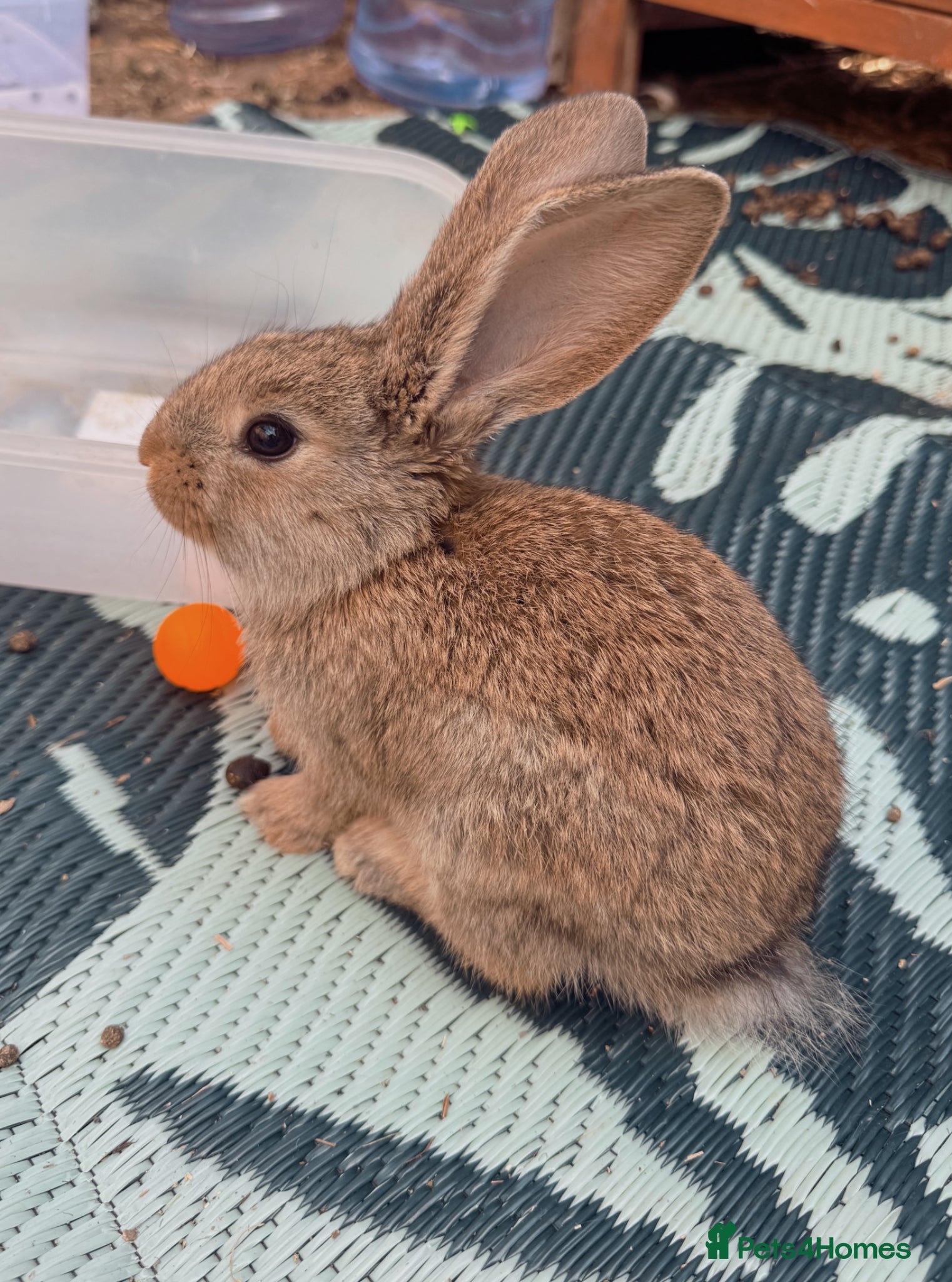 Continental Giant rabbits 1 Beautiful Continental Giant Doe left! 🩷 - Advert 2