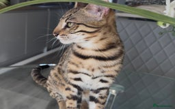 Bengal cats for sale: Intensively socialised bengal kittens - lap cats! in Scunthorpe - Image 3