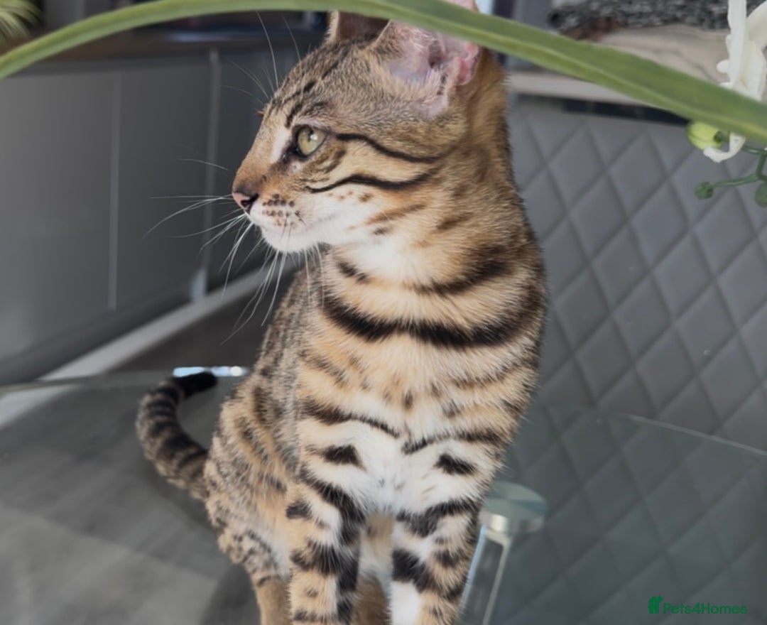 Bengal cats for sale: Intensively socialised bengal kittens - lap cats! in Scunthorpe - Image 3