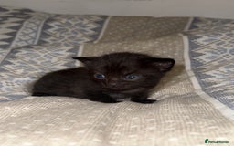 Domestic Shorthair cats for sale: Our babies looking for their forever lovely home - Image 23