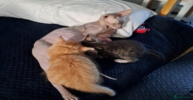 Mixed Breed cats - Advert 7