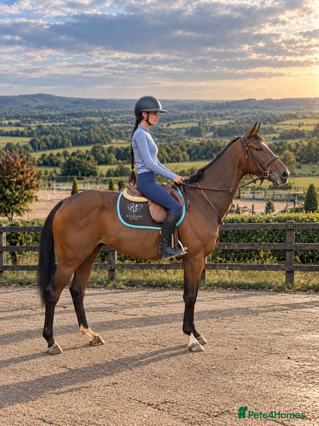 Irish Thoroughbred horses Smart , Straightforward, And Very Affordable  - Advert 1